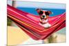 Dog on Hammock-Javier Brosch-Mounted Photographic Print