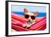 Dog on Hammock-Javier Brosch-Framed Photographic Print