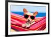 Dog on Hammock-Javier Brosch-Framed Photographic Print