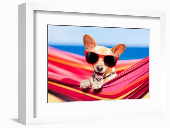 Dog on Hammock-Javier Brosch-Framed Photographic Print