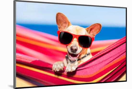 Dog on Hammock-Javier Brosch-Mounted Photographic Print