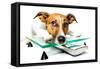Dog on Scale-Javier Brosch-Framed Stretched Canvas