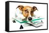 Dog on Scale-Javier Brosch-Framed Stretched Canvas