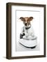 Dog on Scale-Javier Brosch-Framed Photographic Print