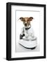 Dog on Scale-Javier Brosch-Framed Photographic Print