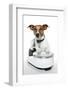 Dog on Scale-Javier Brosch-Framed Photographic Print