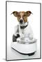 Dog on Scale-Javier Brosch-Mounted Photographic Print