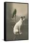 Dog on Table with Green Parrot-null-Framed Stretched Canvas