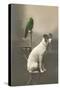 Dog on Table with Green Parrot-null-Stretched Canvas