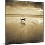 Dog on the Beach, West Wittering-Jo Crowther-Mounted Giclee Print