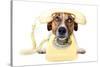 Dog on the Phone-Javier Brosch-Stretched Canvas
