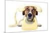 Dog on the Phone-Javier Brosch-Mounted Photographic Print