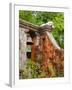 Dog on the Rooftop, San Miguel, Guanajuato State, Mexico-Julie Eggers-Framed Photographic Print