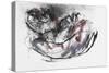 Dog Otter-Mark Adlington-Stretched Canvas
