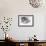 Dog Otter-Mark Adlington-Framed Giclee Print displayed on a wall
