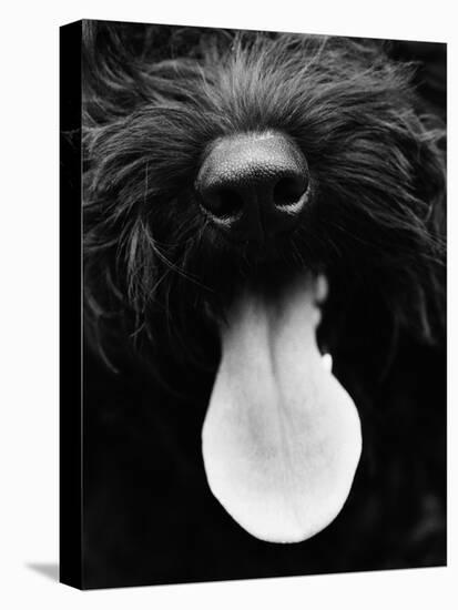 Dog Panting-Henry Horenstein-Stretched Canvas