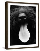 Dog Panting-Henry Horenstein-Framed Photo