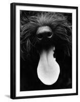 Dog Panting-Henry Horenstein-Framed Photo