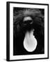 Dog Panting-Henry Horenstein-Framed Photo