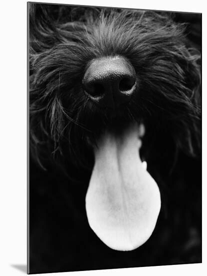 Dog Panting-Henry Horenstein-Mounted Photo