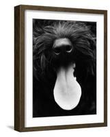 Dog Panting-Henry Horenstein-Framed Photo