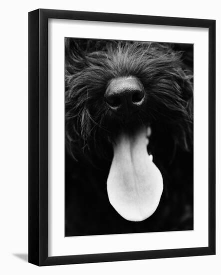 Dog Panting-Henry Horenstein-Framed Photo