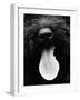 Dog Panting-Henry Horenstein-Framed Photographic Print