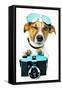 Dog Photo Camera-Javier Brosch-Framed Stretched Canvas