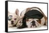 Dog Pirates - French and English Bulldog Dressed Up Like Pirates-Willee Cole-Framed Stretched Canvas