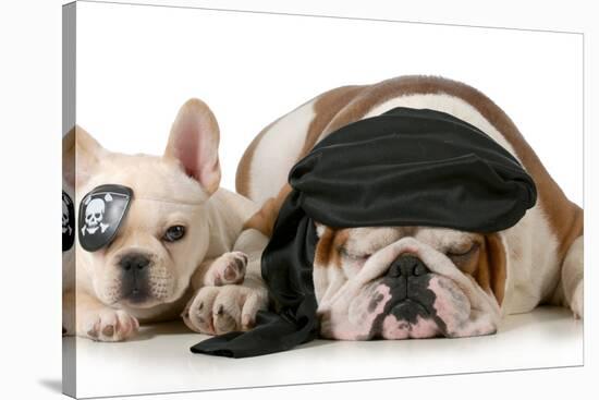 Dog Pirates - French and English Bulldog Dressed Up Like Pirates-Willee Cole-Stretched Canvas