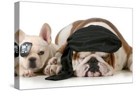 Dog Pirates - French and English Bulldog Dressed Up Like Pirates-Willee Cole-Stretched Canvas