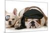 Dog Pirates - French and English Bulldog Dressed Up Like Pirates-Willee Cole-Mounted Photographic Print