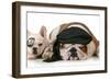 Dog Pirates - French and English Bulldog Dressed Up Like Pirates-Willee Cole-Framed Photographic Print