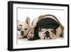 Dog Pirates - French and English Bulldog Dressed Up Like Pirates-Willee Cole-Framed Photographic Print