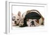 Dog Pirates - French and English Bulldog Dressed Up Like Pirates-Willee Cole-Framed Photographic Print