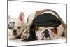 Dog Pirates - French and English Bulldog Dressed Up Like Pirates-Willee Cole-Mounted Photographic Print