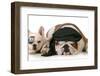 Dog Pirates - French and English Bulldog Dressed Up Like Pirates-Willee Cole-Framed Photographic Print