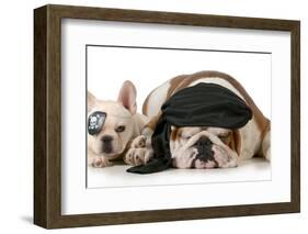 Dog Pirates - French and English Bulldog Dressed Up Like Pirates-Willee Cole-Framed Photographic Print