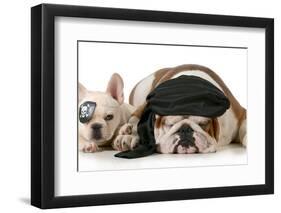 Dog Pirates - French and English Bulldog Dressed Up Like Pirates-Willee Cole-Framed Photographic Print