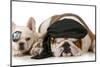 Dog Pirates - French and English Bulldog Dressed Up Like Pirates-Willee Cole-Mounted Photographic Print