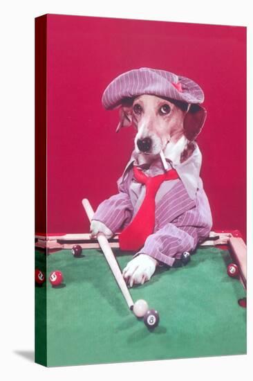 Dog Pool Shark-Found Image Press-Stretched Canvas