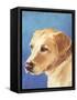 Dog Portrait, Yellow Lab-Jill Sands-Framed Stretched Canvas