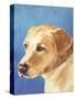 Dog Portrait, Yellow Lab-Jill Sands-Stretched Canvas