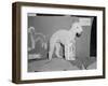 Dog Posing with its Blue Ribbon-Arthur Sasse-Framed Photographic Print