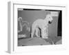 Dog Posing with its Blue Ribbon-Arthur Sasse-Framed Photographic Print