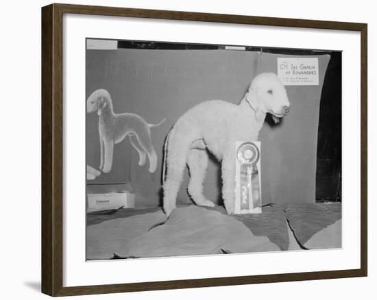 Dog Posing with its Blue Ribbon-Arthur Sasse-Framed Photographic Print