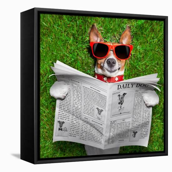 Dog Reading Newspaper-Javier Brosch-Framed Stretched Canvas