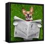 Dog Reading Newspaper-Javier Brosch-Framed Stretched Canvas