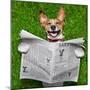 Dog Reading Newspaper-Javier Brosch-Mounted Photographic Print