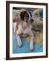 Dog Resting Along the Harbor in Kusadasi, Aegean Sea, Turkey-Darrell Gulin-Framed Photographic Print